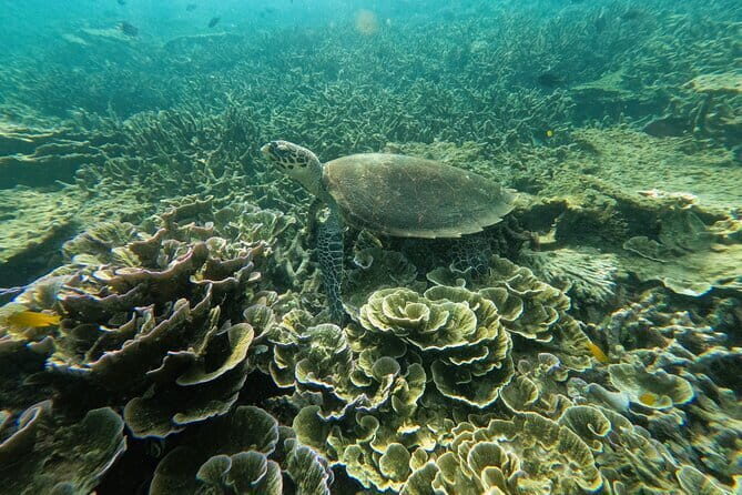 Tioman Coral Island Snorkeling & Island Hopping Tour - Analyzing the Experience: What You Can Expect