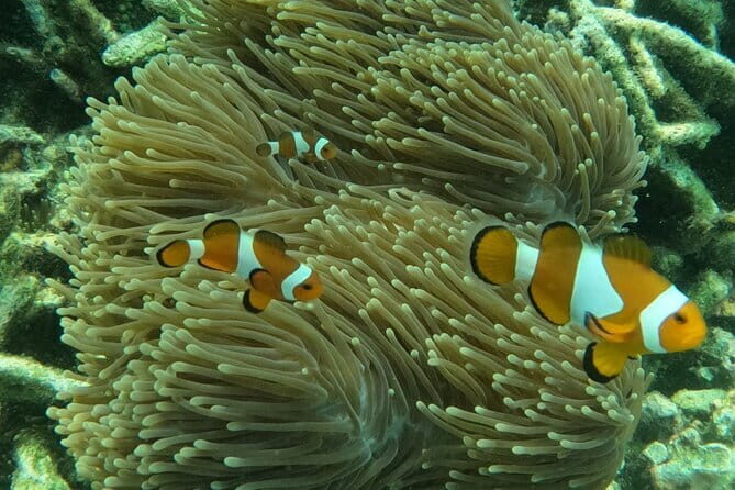 Tioman Coral Island Snorkeling & Island Hopping Tour - Practical Details and Insights