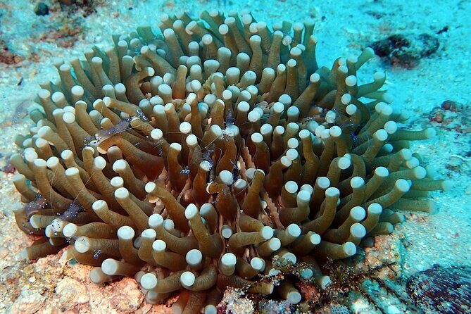 Tioman Scuba Diving for Beginners - FAQ