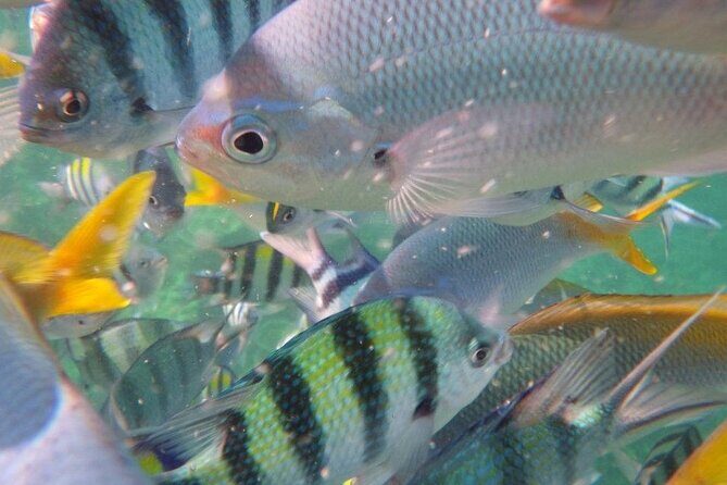 Tioman Waterfall & Snorkeling Private Tour - Who Should Consider This Tour?