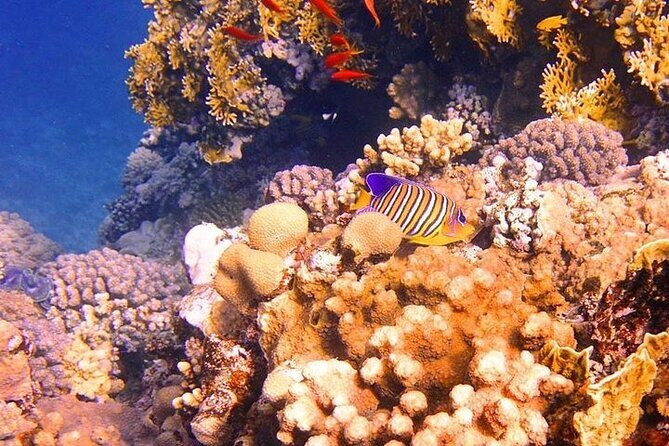 Tiran Island Full Day Boat Trip With Lunch from Sharm El Sheikh - Practical Details