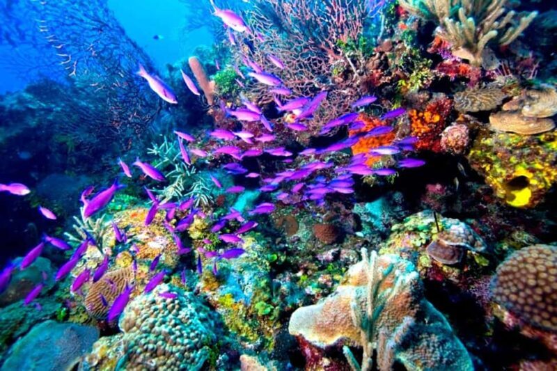 Tiran Island: Full-day Snorkeling, Diving Boat Trip - Final Thoughts