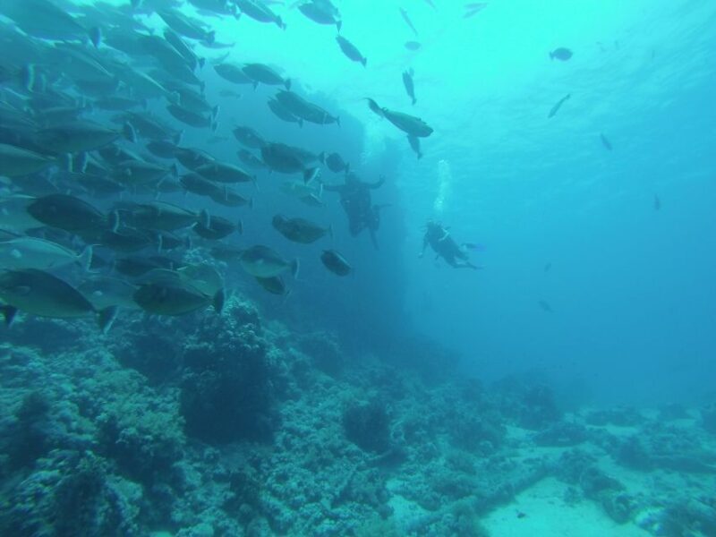 Tiran Island: Full-day Snorkeling, Diving Boat Trip - FAQs