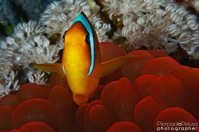 Tiran Island Snorkeling Experience by Yacht Sharm El Sheikh - Final Thoughts