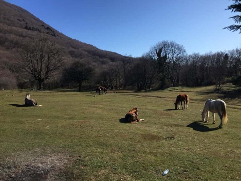 Tirana: Dajti National Park and Tujani Peak Hiking Tour - An In-Depth Look at the Tirana Dajti National Park and Tujani Peak Tour