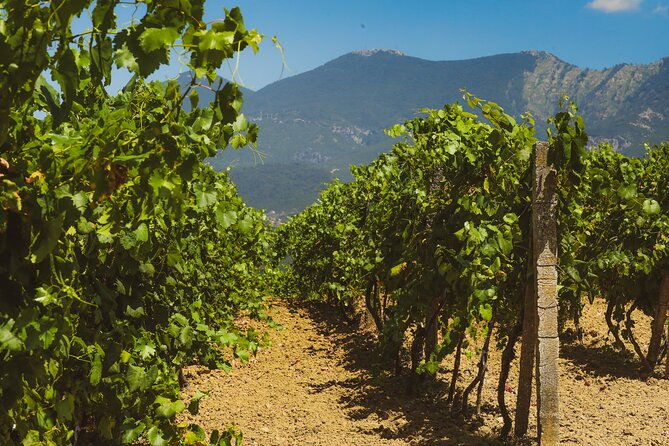 tirana-lundra-winery-guided-tour-with-wine-tasting