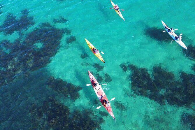 Tiritiri Matangi Sea Kayak Tour - What Reviewers Say: Authentic Insights