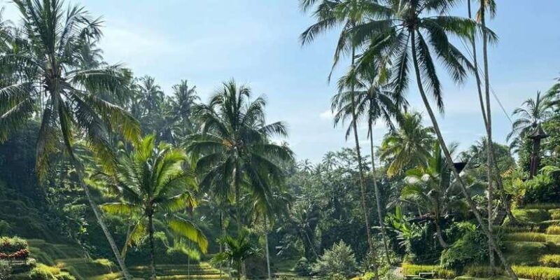 tirta-empul-highlights-tour-with-cleansing-rice-terrace