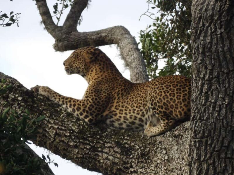 Tissa: Yala National Park Private Jeep Safari with Meals - Final Thoughts