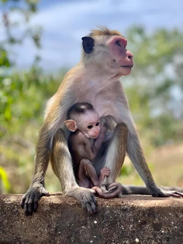 Tissa: Yala National Park Private Jeep Safari with Meals - FAQ