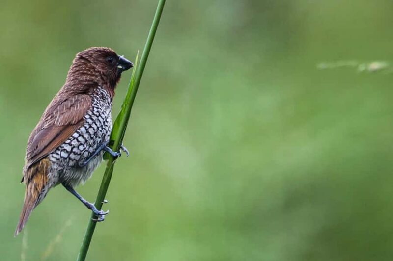 Tissamaharama: Birds Watching Tour - Introduction