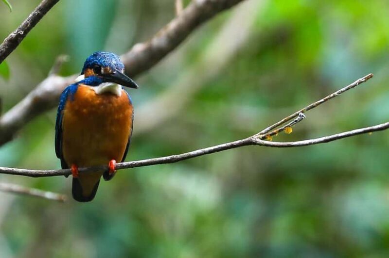 Tissamaharama: Birds Watching Tour - Who Will Love This Tour?