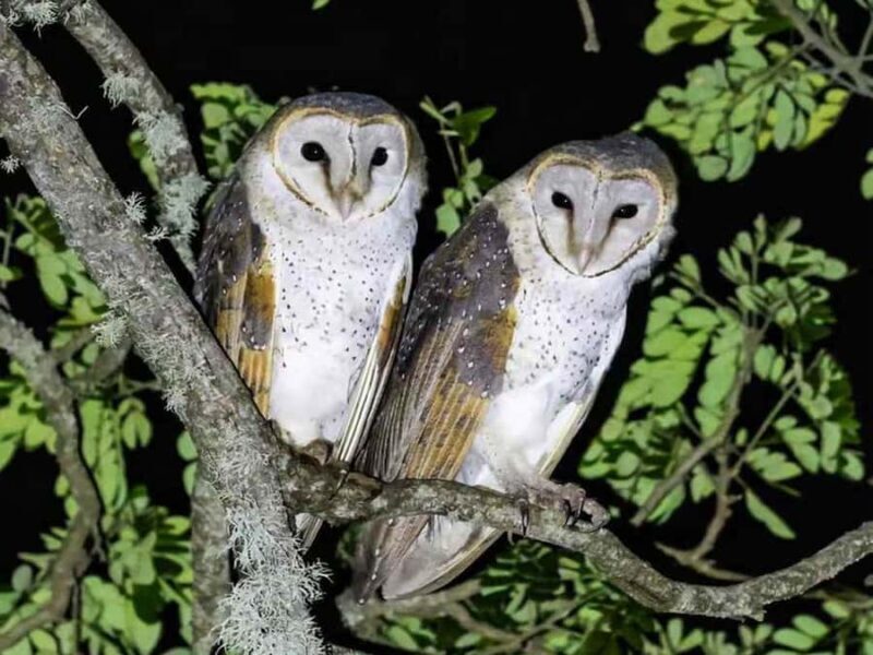 Tissamaharama: Birds Watching Tour - The Sum Up