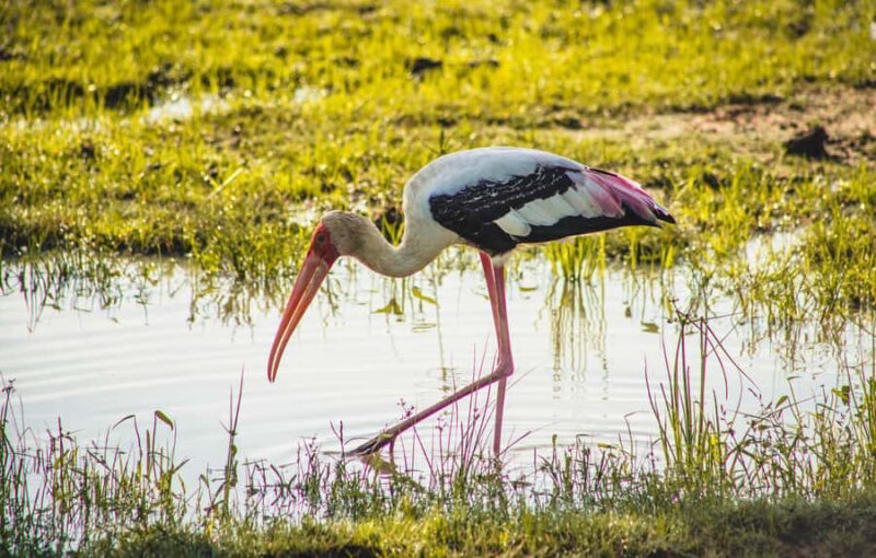 Tissamaharama: Birdwatching Tour with Village Experience - The Itinerary: A Deep Dive into Your Day