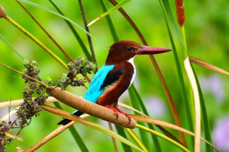 Tissamaharama - Evening Bird and Bat Watching Tuk-Tuk Tour - Key Points