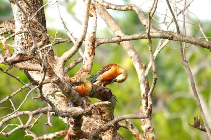Tissamaharama - Evening Bird and Bat Watching Tuk-Tuk Tour - An Authentic Look at the Evening Bird and Bat Watching Tour