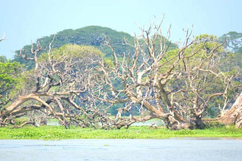 Tissamaharama - Evening Bird and Bat Watching Tuk-Tuk Tour - The Sum Up