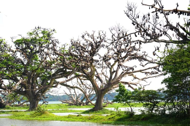 Tissamaharama - Evening Bird and Bat Watching Tuk-Tuk Tour - FAQ