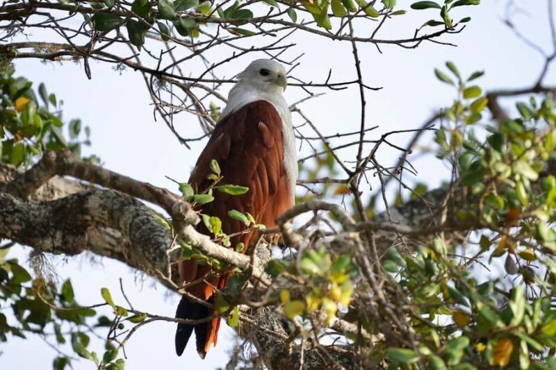 Tissamaharama: Explore birds, Fruit bats & breakfast/Dinner - Practical Tips for a Smooth Experience