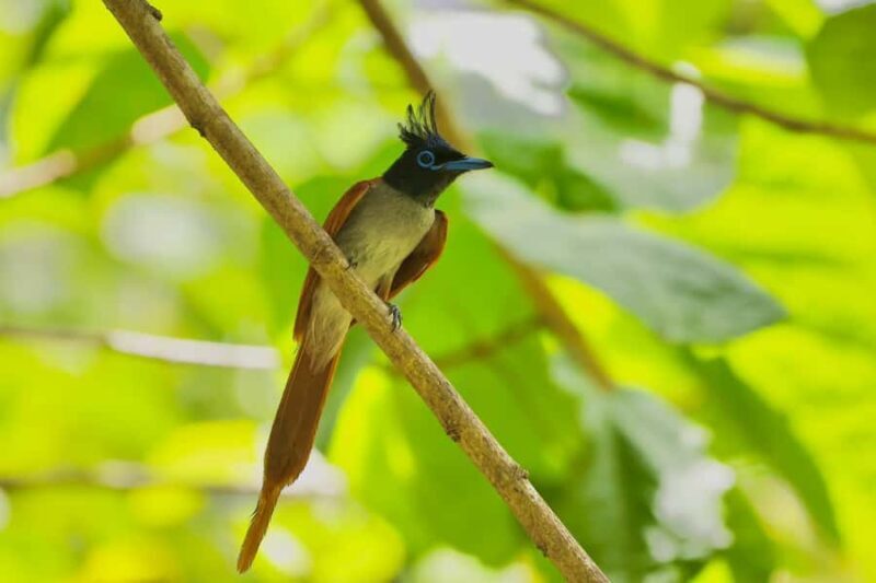 Tissamaharama: Explore birds, Fruit bats & breakfast/Dinner - Who is This Tour Best For?