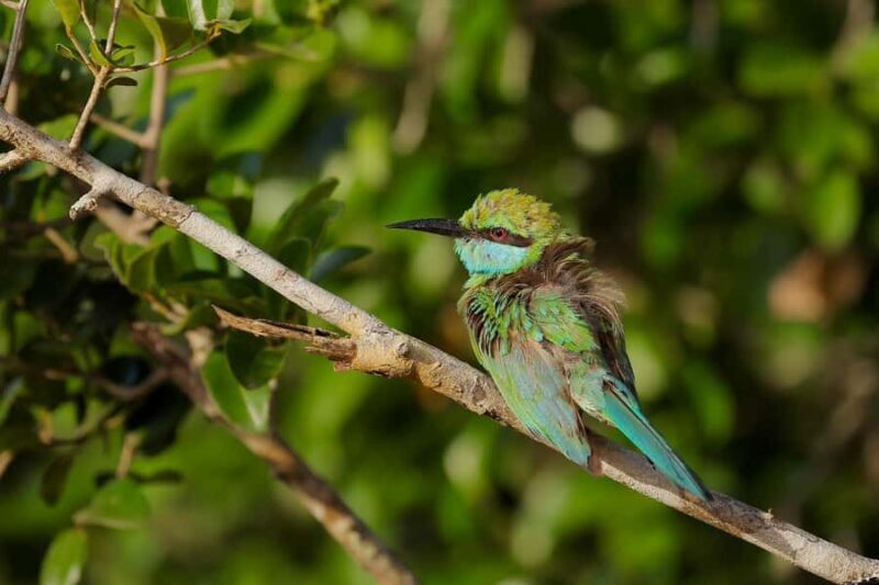 Tissamaharama: Free Dinner with Sunset Birdwatching - FAQs