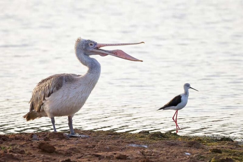 Tissamaharama: Free Dinner with Sunset Birdwatching - Final Thoughts