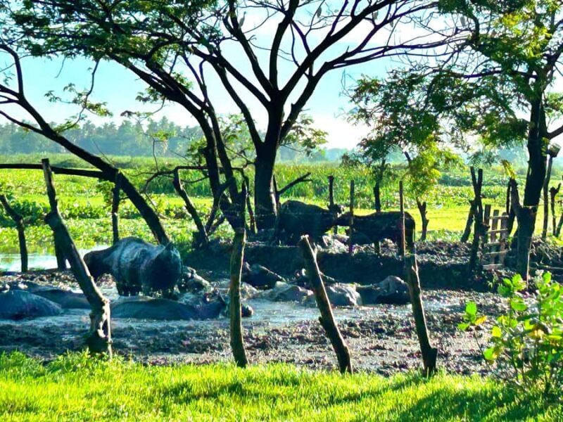 Tissamaharama Fresh Curd-Making Experience - Practical Tips for Visitors