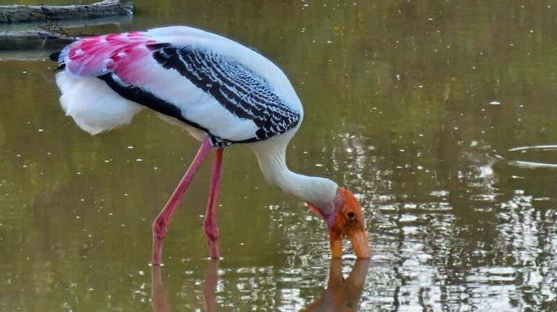 Tissamaharama: Sunrise Birdwatching Tour with Breakfast - What Youll See & Experience