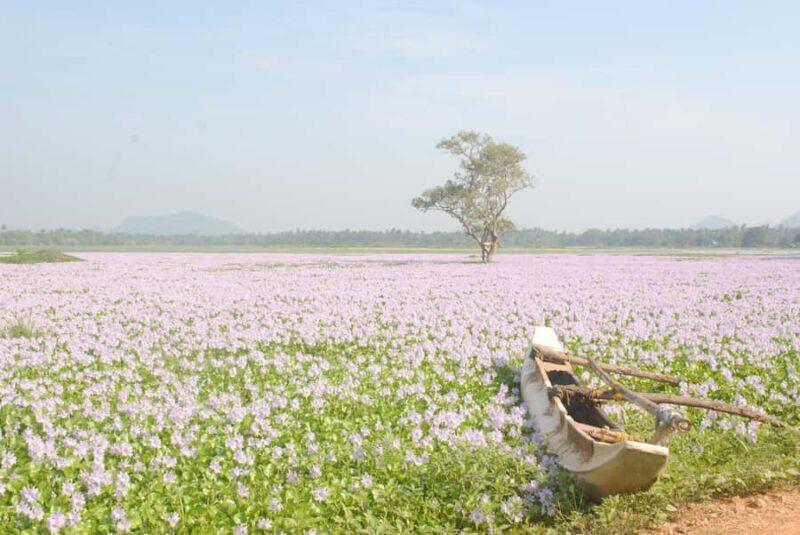 Tissamaharama: Sunset Boat Tour and Lake BBQ - Frequently Asked Questions