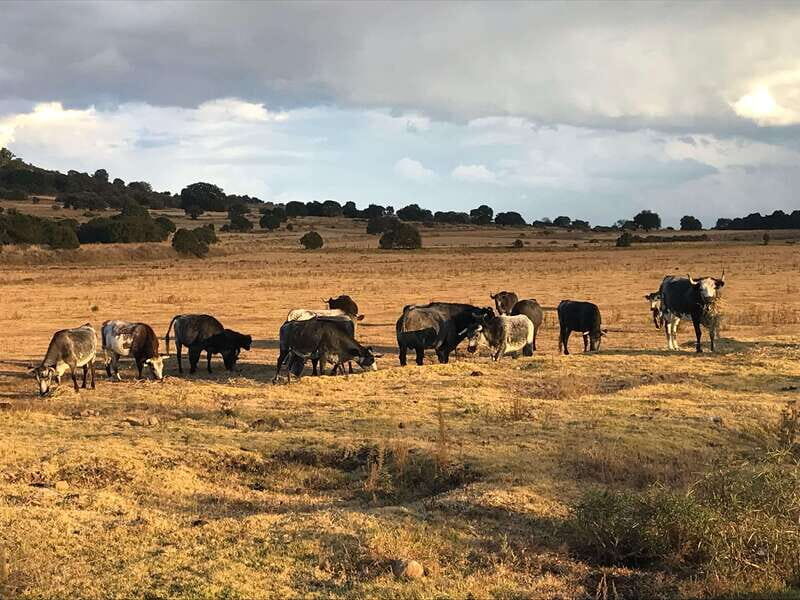 Tlaxcala Haciendas Tour - Key Points