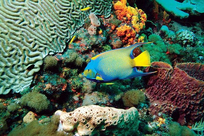 tobago-buccoo-reef-glass-bottom-boat-cruise-and-island-sightseeing-tour