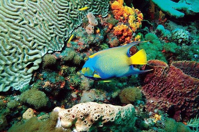 tobago-buccoo-reef-glass-bottom-boat-tour