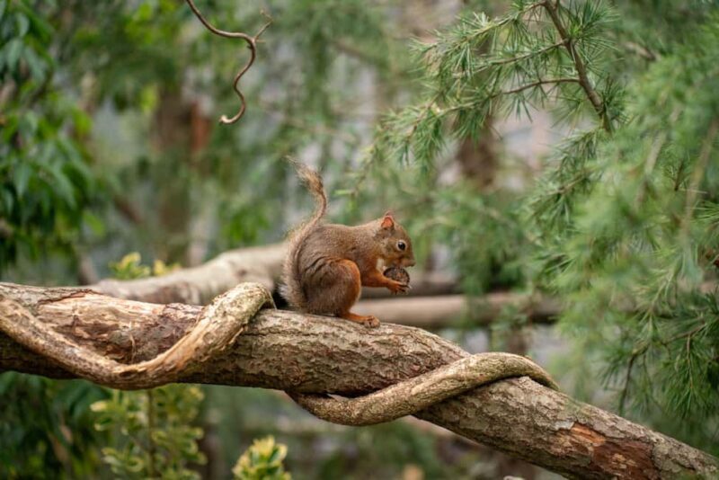 Tochigi: Nasu Animal Kingdom Entry Ticket - FAQ