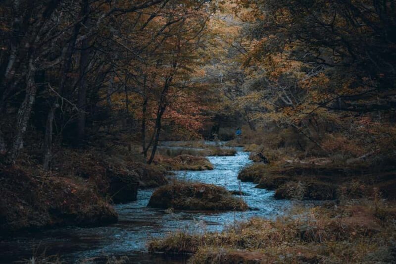 Tochigi: Nikko Private Tour with Driver & Hotel Pickup - Exploring Nikko on a Private Tour from Tochigi: An In-Depth Review