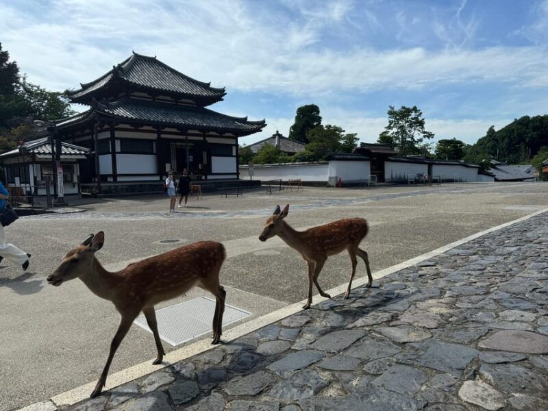 todai-ji-temple-guided-tour