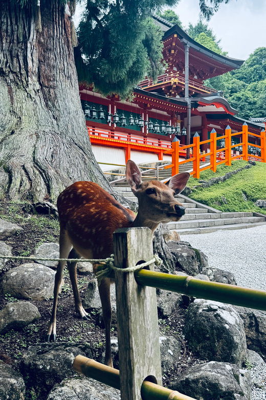 todaiji-temple-kasuga-shrine-and-nara-park-guided-tour