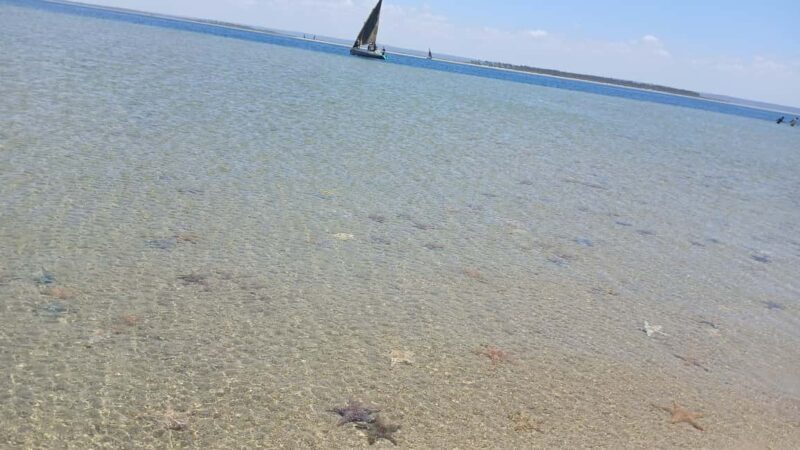 Tofo: Pansy Island and Pigs Island Day Trip - Authentic Experiences and Highlights from Reviewers