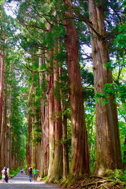togakushi-shrine-hiking-trails-tour-with-soba-in-nagano