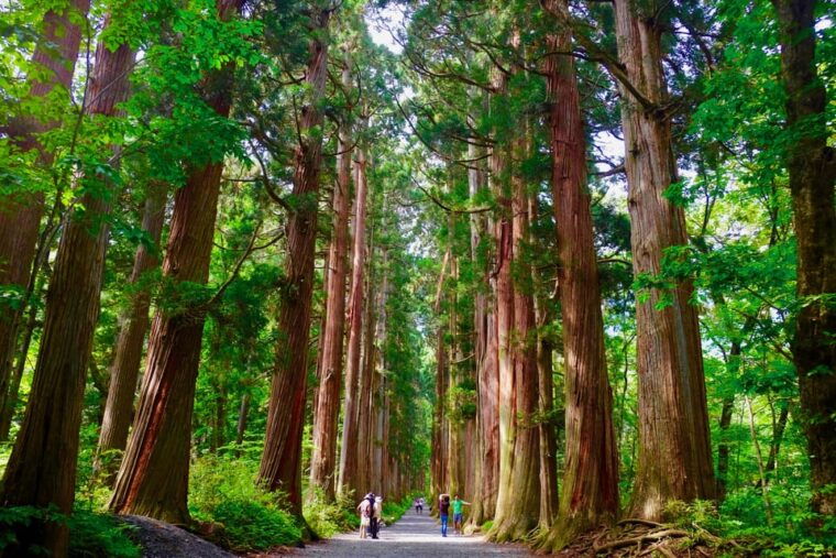 togakushi-shrine-hiking-trails-tour-with-soba-in-nagano