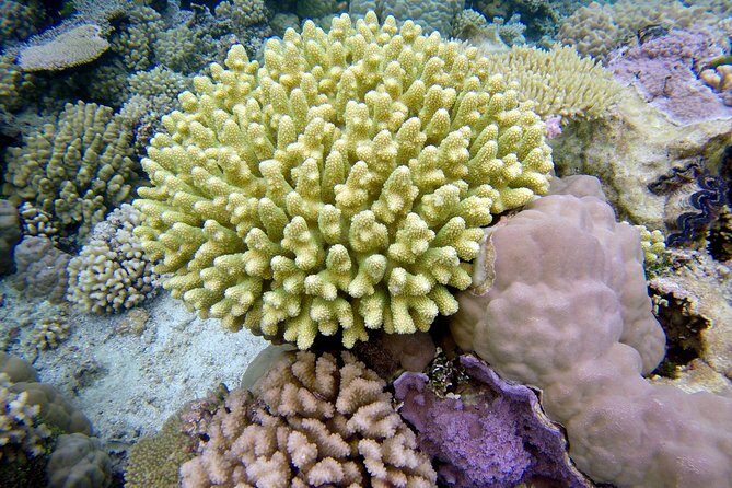 Tohora Bora Bora Snorkeling Lagoon Tours - Exploring Bora Bora’s Lagoon with Tohora Bora Bora Snorkeling Tours