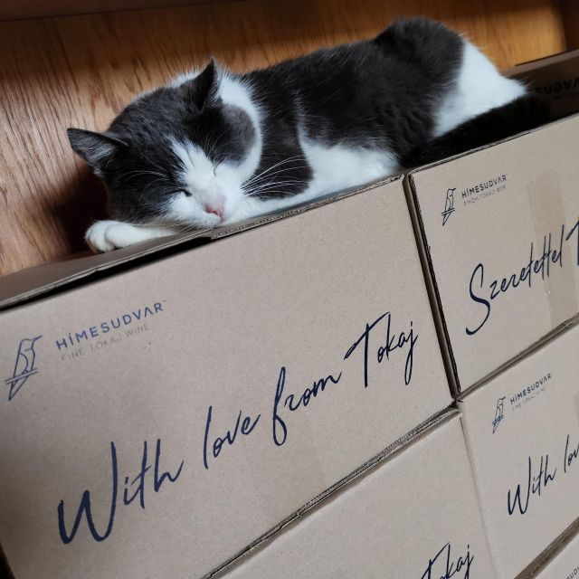 tokaj-vineyard-tour-tasting