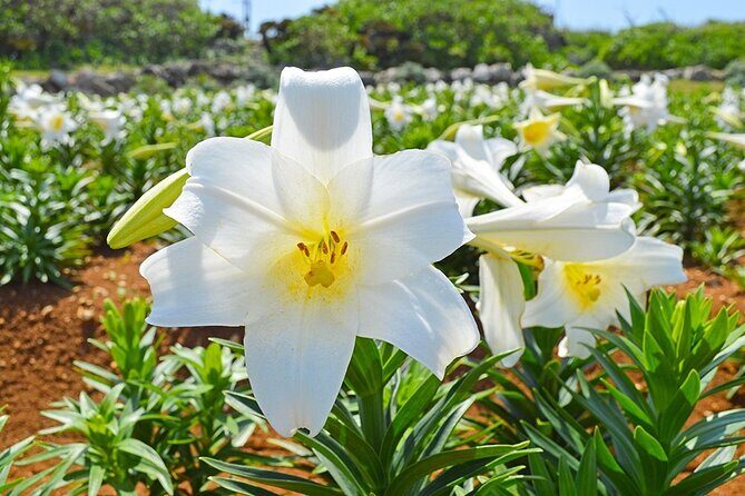 Tokashiki Island Day Trip from Naha - Who Is This Tour Best For?