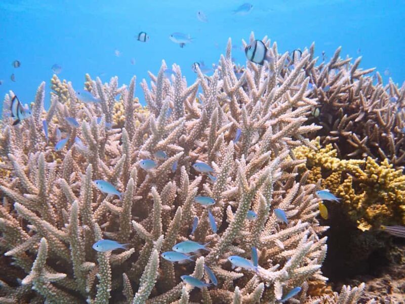 Tokashiki Tokashiku Beach: Banana Boat Snorkeling (No Ferry) - Key Points