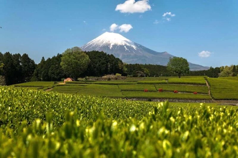 Tokyo: 3-Day Tea-Picking and Surfing in Shizuoka - Key Points