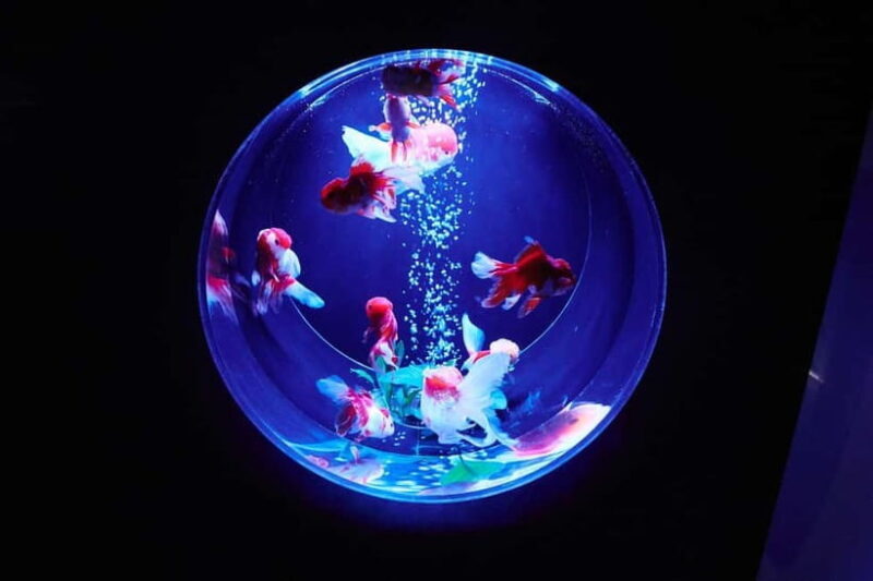 Tokyo: Art Aquarium Museum GINZA Entry Ticket - Exploring the Experience in Detail