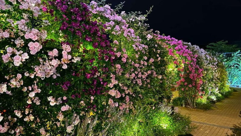 Tokyo: Ashikaga Flower Park with Entry Ticket - Exploring Ashikaga Flower Park: A Colorful Day from Tokyo