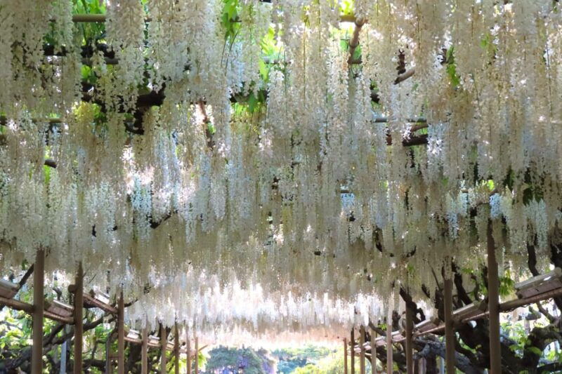 tokyo-ashikaga-flower-park-with-entry-ticket