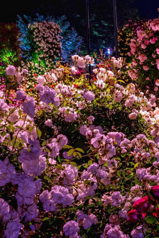 tokyo-ashikaga-flower-park-with-entry-ticket