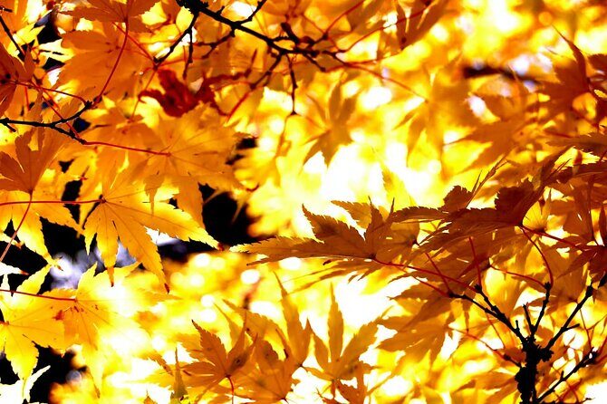 Tokyo Autumn Colors Gardens Shrines and Tea Tour - Exploring Tokyo’s Autumn Beauty