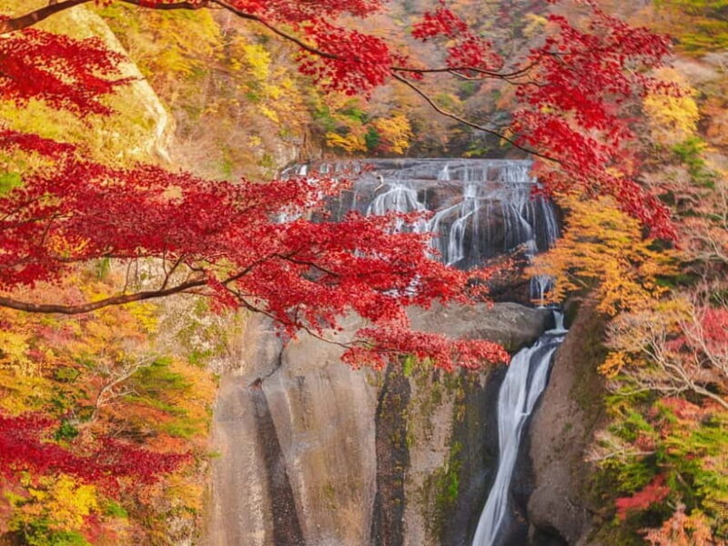 Tokyo: Autumn Hitachi Seaside Park, Fukuroda Falls & Ryujin - What Our Reviewers Say